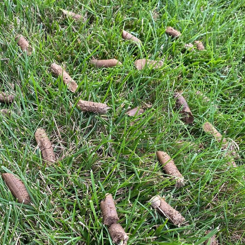 Close-up of soil cores resting on green tall fescue after core aeration