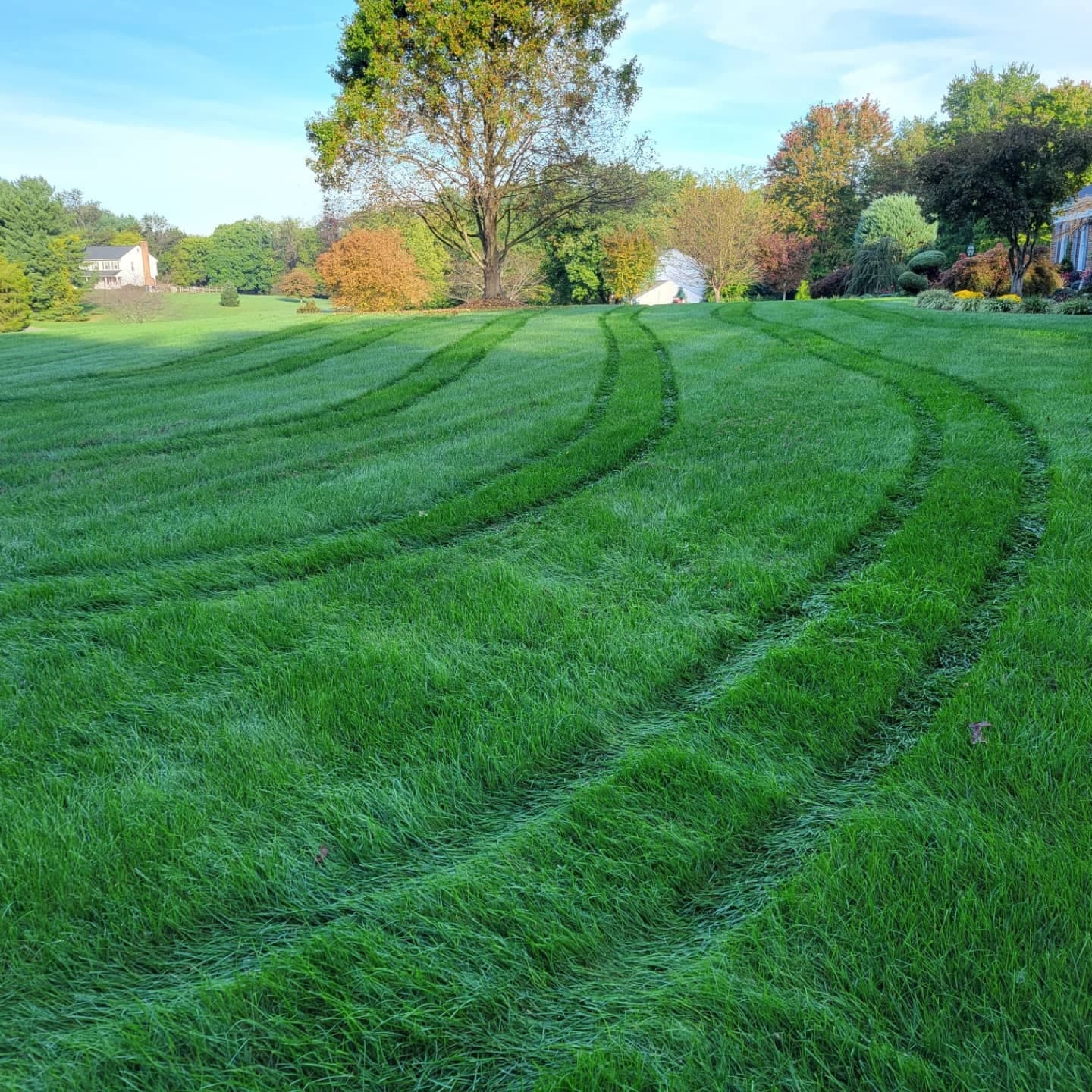 A sweeping, weed-free Northern Virginia lawn with fresh mowing stripes at golden hour