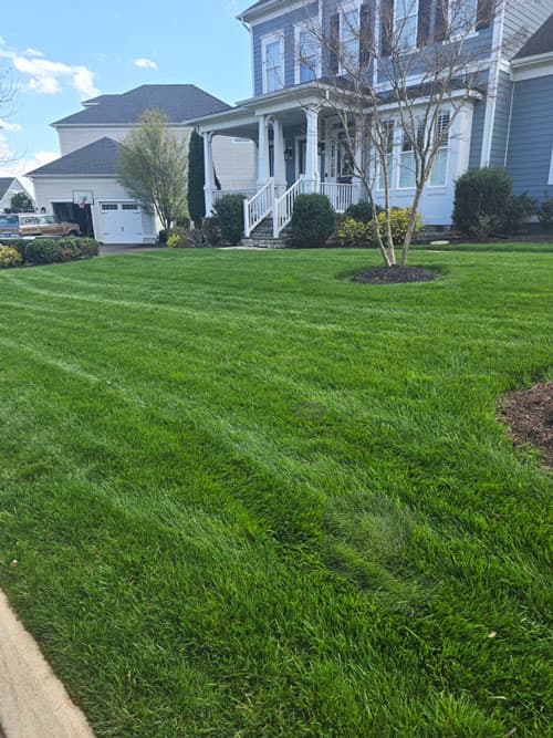 Deep-green fertilized lawn with spreader tire tracks curving through it