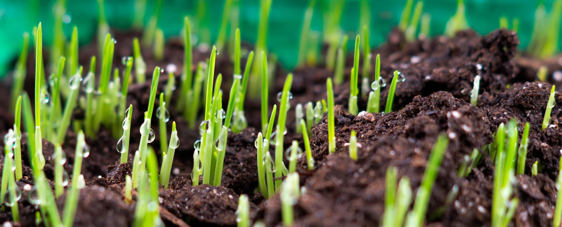New grass germinating after overseeding