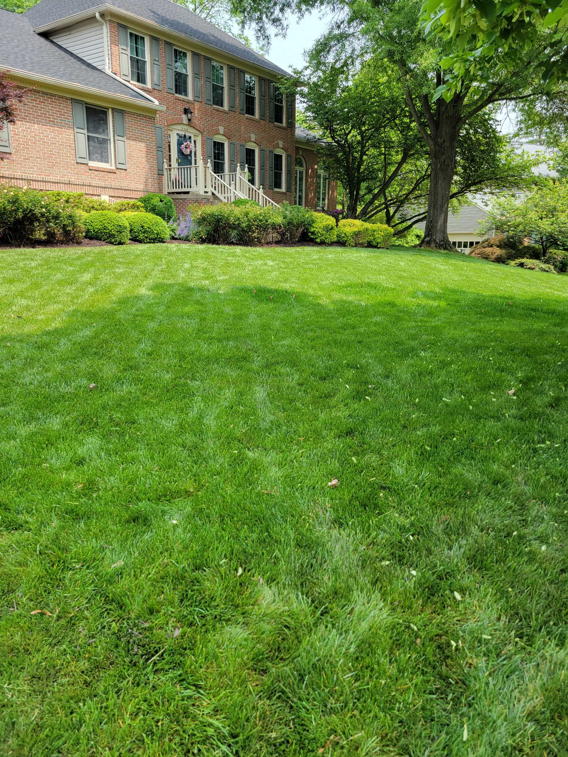 Freshly striped, weed-free tall fescue lawn maintained by Simply Turf in Northern Virginia