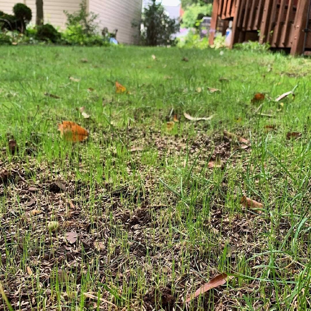New tall fescue seedlings germinating among soil cores about a week after aeration and overseeding