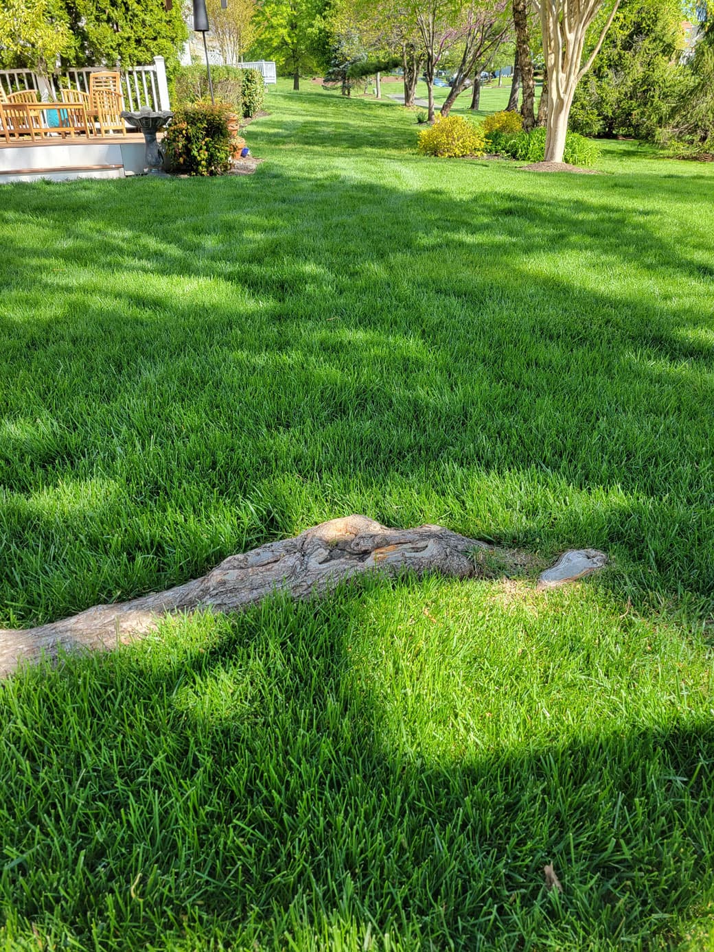Backyard free of weeds, maintained by Simply Turf
